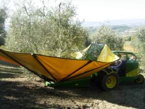epoca raccolta olive