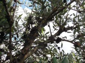 rogna dell'olivo
