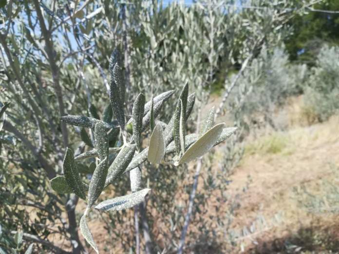 agrofarmaci per oliveto