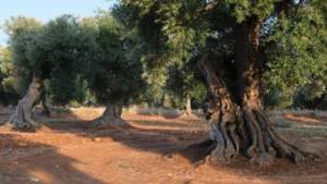 Olivi Piana Sibari