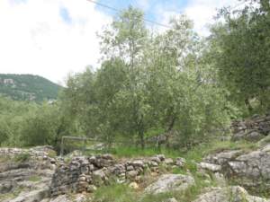 Olivi in Trentino