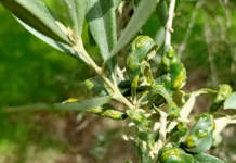 avversità olivo