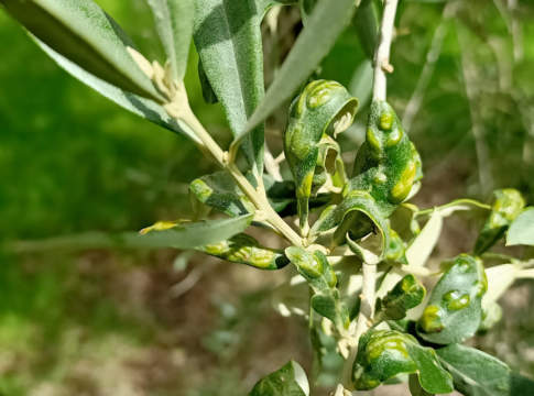 avversità olivo