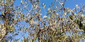 bayer olivicoltura