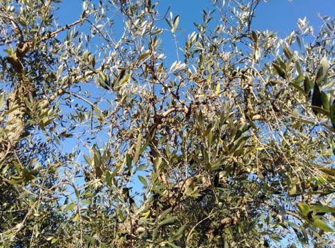 bayer olivicoltura
