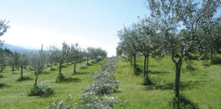 attrezzi potatura olivo