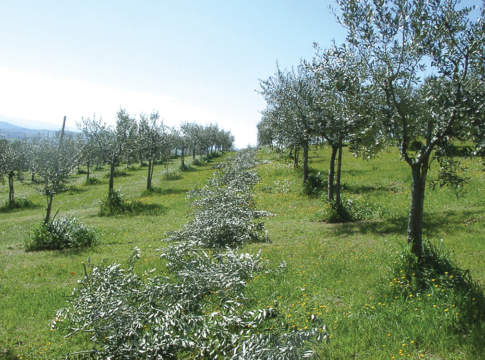 attrezzi potatura olivo