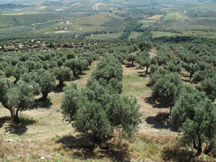 calabria lazio sardegna olivicoltura