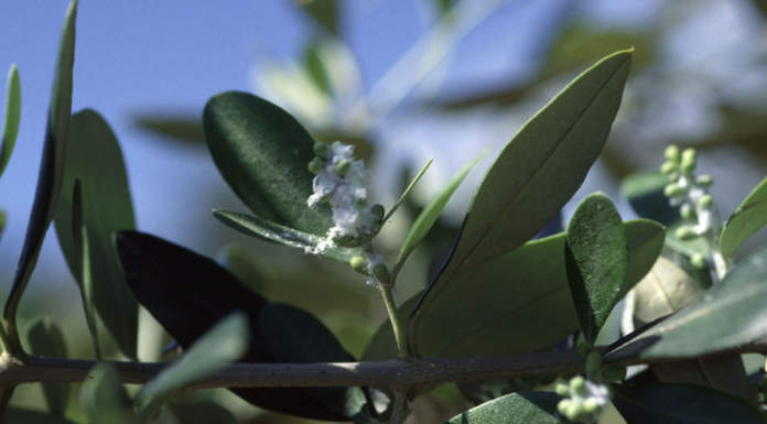 fifogi minori olivo
