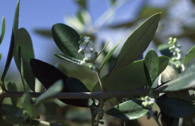 fifogi minori olivo