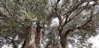 olivi secolari