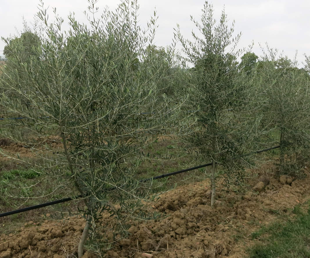 inerbimento oliveto