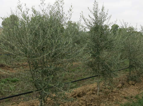 inerbimento oliveto