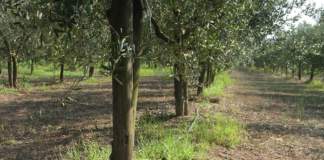 caldo olivicoltura