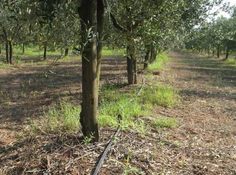 caldo olivicoltura