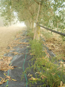 asparago selvatico in oliveto