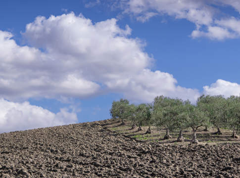 pac 2023-2027 olivicoltura