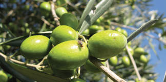 lotta mosca olive