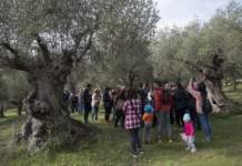camminata tra gli olivi 2022