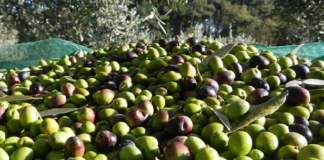 enea tracciabilità olive