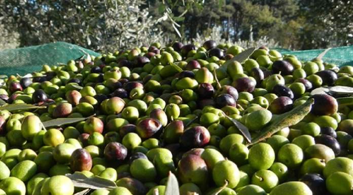 enea tracciabilità olive