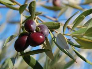 olive Taggiasca