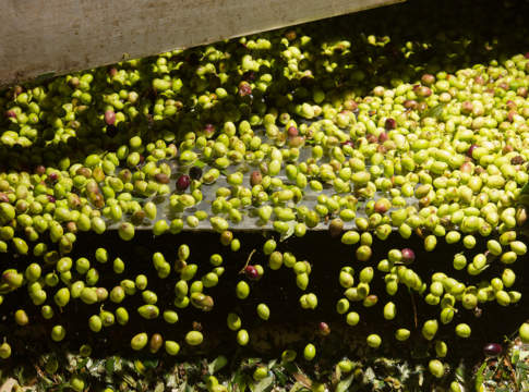 sottoprodotti olivo