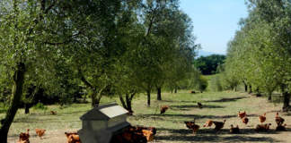 diversificazione colturale in oliveto