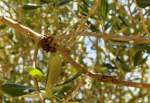nanocellulosa rogna olivo