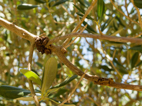 nanocellulosa rogna olivo