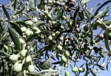 tavolo di filiera olivicola olearia