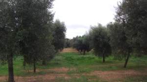 paesaggio olivicolo