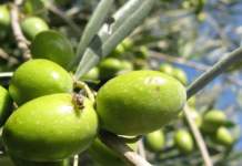 controllo mosca delle olive