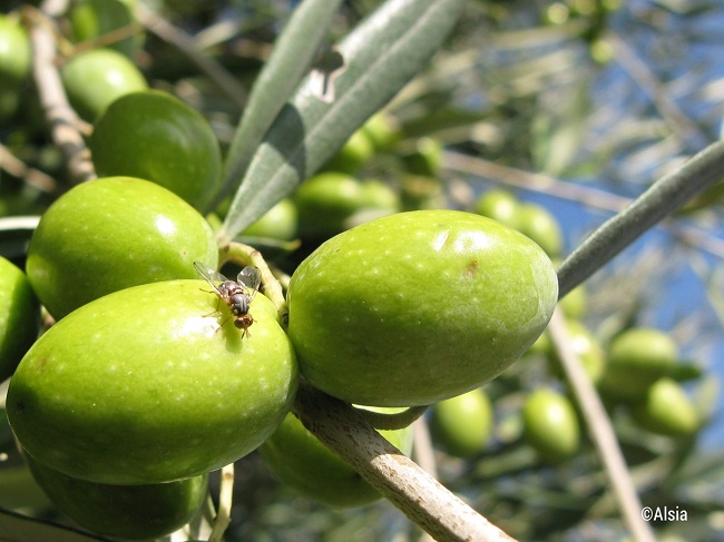 controllo mosca delle olive