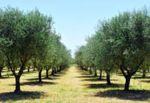 filiera olivicola olearia italiana