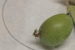 insetticidi per mosca olivo