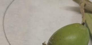 insetticidi per mosca olivo
