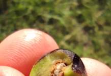 trattamenti biologici mosca olivo