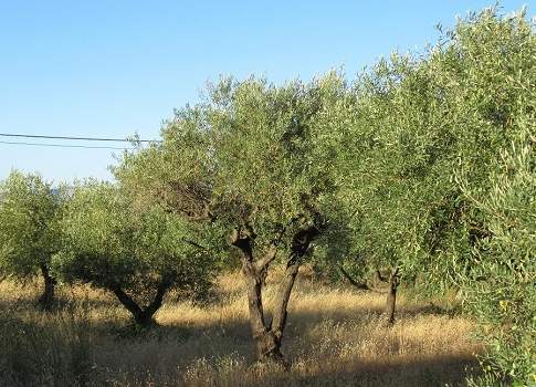 piano olivicolo per la sicilia