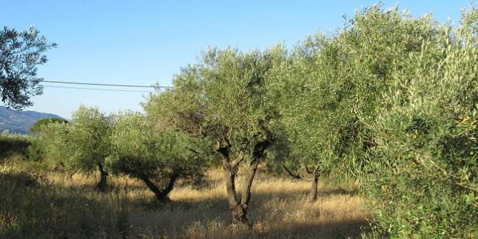 piano olivicolo per la sicilia