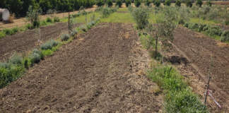 gestione agroecologica oliveto