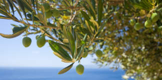 olivicoltura liguria produzione
