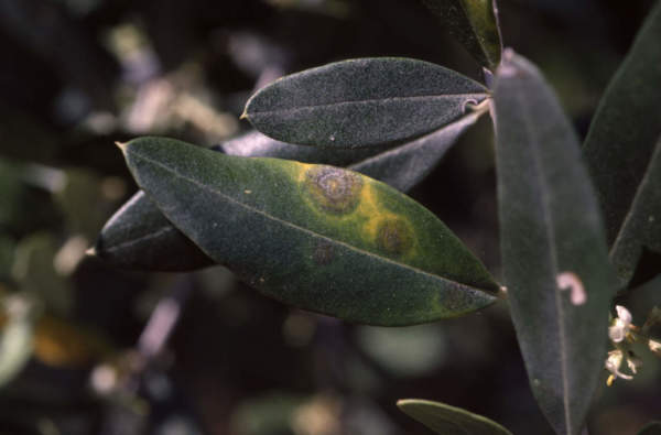 mosca olivo pre raccolta