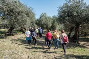 camminata olivi