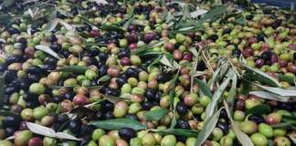 furti olive