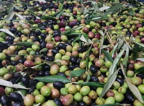 furti olive