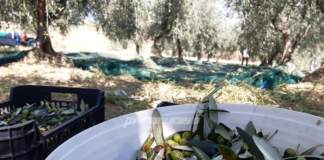 produzione olive 2023 puglia