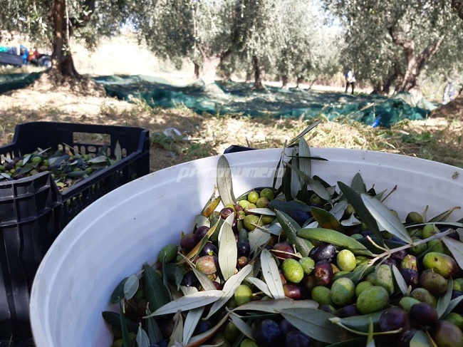 produzione olive 2023 puglia