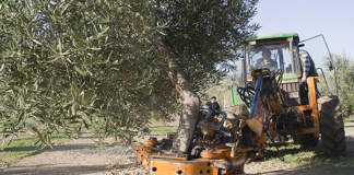 raccolta olive meccanizzata