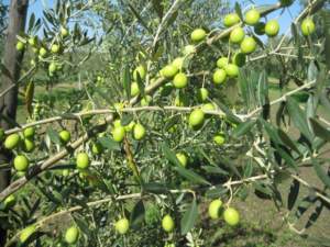 olive in puglia